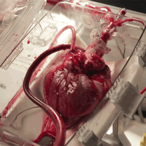 Human Heart For Sale