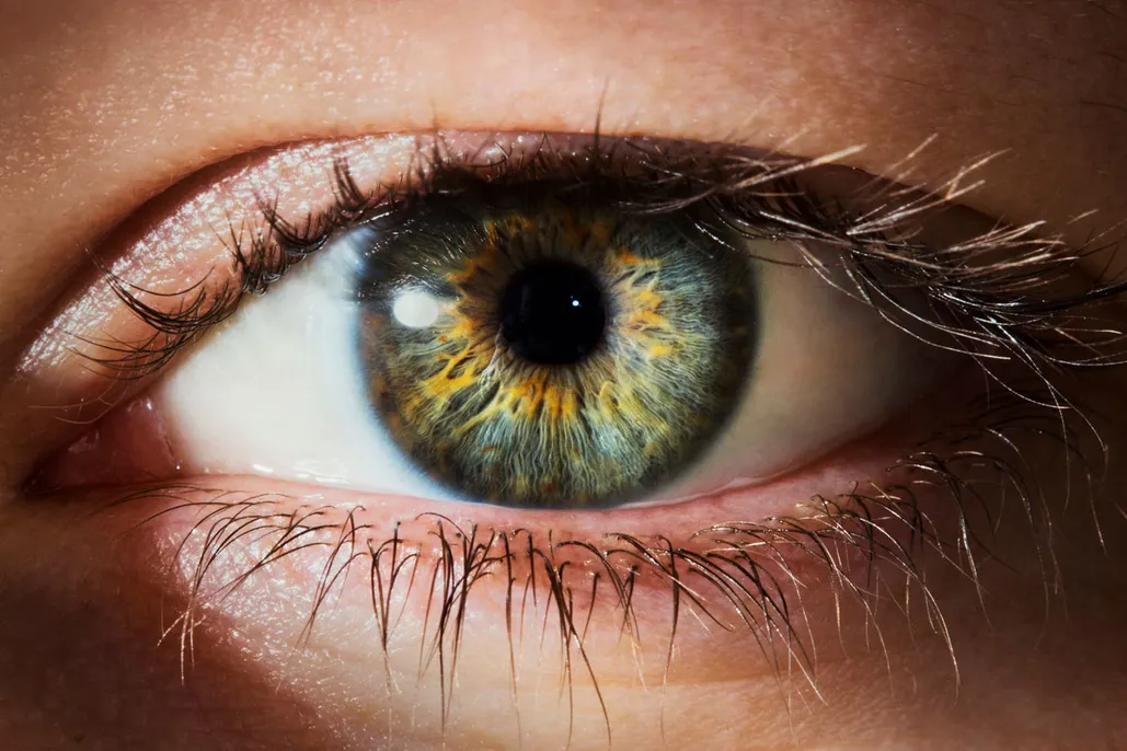 Buy Human Corneal Online