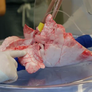 Real Human Lungs For Sale